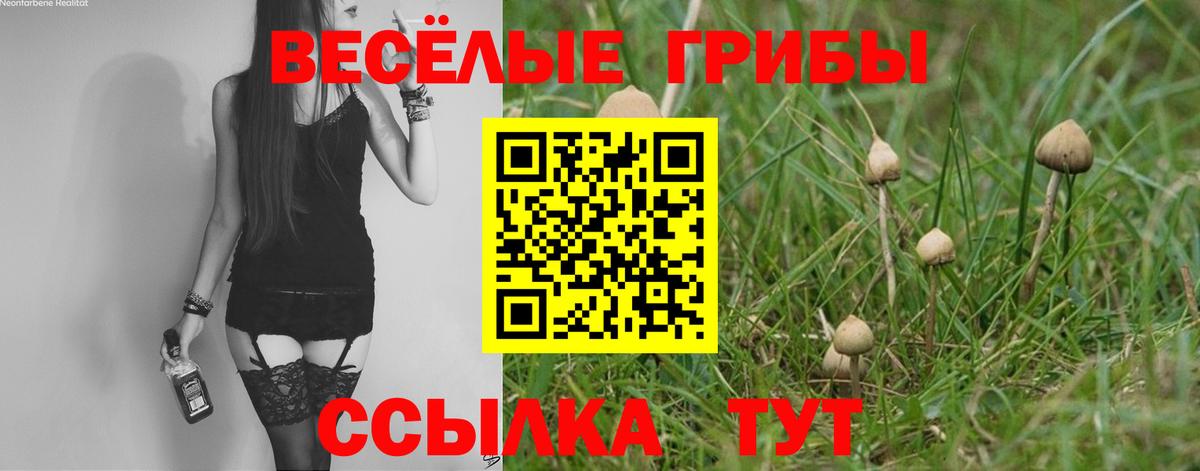 купить наркотик  Вход с VPN  Фрязино  Псилоцибиновые грибы MAGIC MUSHROOMS  Псилоцибиновые грибы Cubensis 